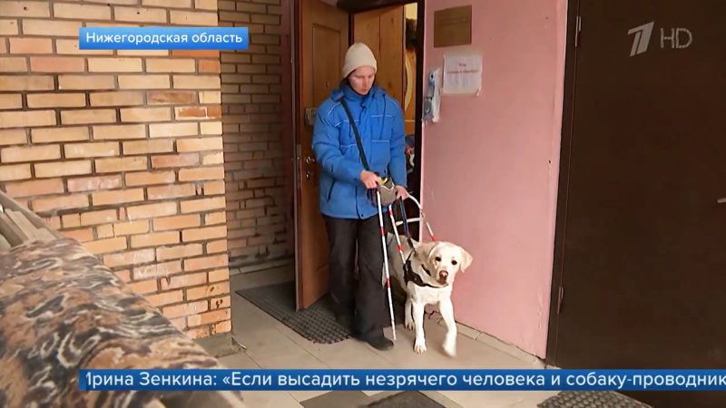 Собака-поводырь – средство реабилитации, а не опасный зверь! Как контролёры нарушают права инвалидов