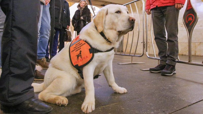 В московском метро тренируют собак-проводников