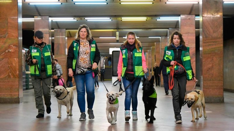 60 собак-проводников освоят московское метро в 2026 году